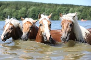 Swimming with horses