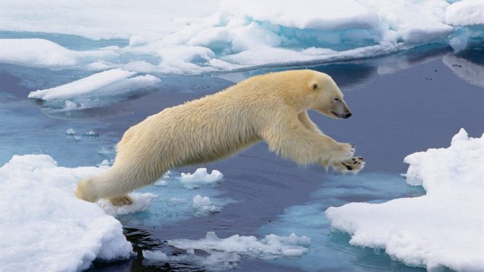 Svalbard polar bear tour