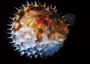 Venomous flat fish