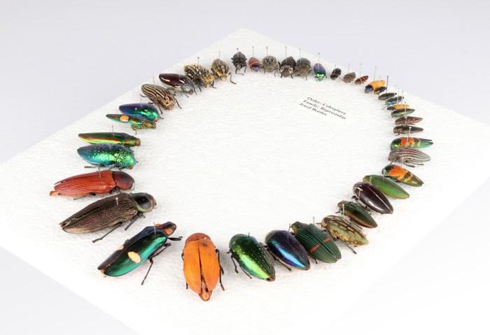 Beetle jewelry