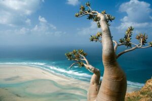 Socotra holiday